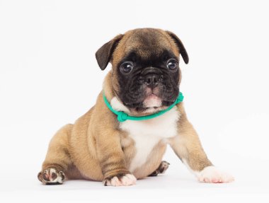 Beyaz arka planda Fransız bulldog köpeği.