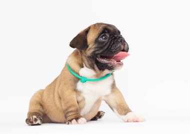 Beyaz arka planda Fransız bulldog köpeği.