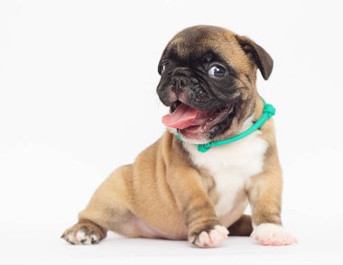 Beyaz arka planda Fransız bulldog köpeği.