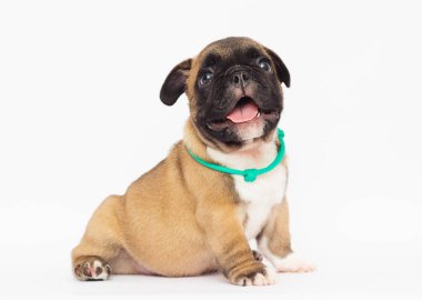 Beyaz arka planda Fransız bulldog köpeği.