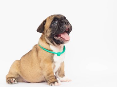 Beyaz arka planda Fransız bulldog köpeği.