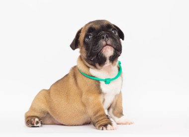 Beyaz arka planda Fransız bulldog köpeği.