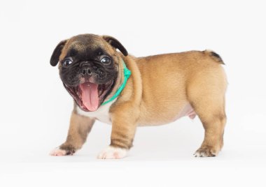 Beyaz arka planda Fransız bulldog köpeği.