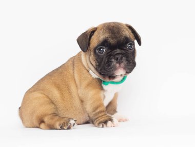 Beyaz arka planda Fransız bulldog köpeği.