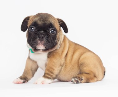 Beyaz arka planda Fransız bulldog köpeği.