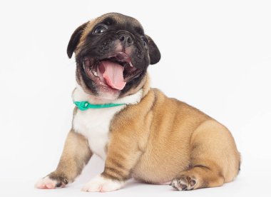 Beyaz arka planda Fransız bulldog köpeği.