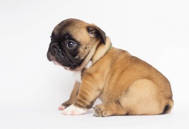 Beyaz arka planda Fransız bulldog köpeği.