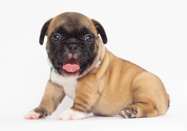Beyaz arka planda Fransız bulldog köpeği.
