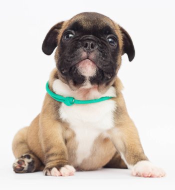 Beyaz arka planda Fransız bulldog köpeği.