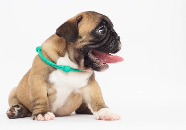 Beyaz arka planda Fransız bulldog köpeği.