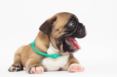 Beyaz arka planda Fransız bulldog köpeği.