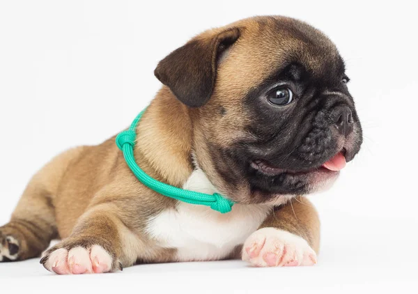 Französische Bulldogge Welpe Auf Weißem Hintergrund — Stockfoto