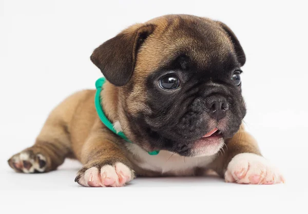 Französische Bulldogge Welpe Auf Weißem Hintergrund — Stockfoto