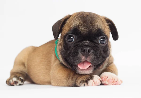 Francese Bulldog Cucciolo Uno Sfondo Bianco — Foto Stock