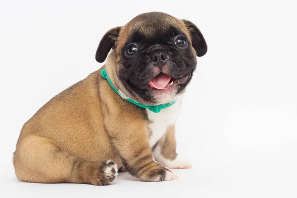 Cachorrinho Bulldog Francês Fundo Branco — Fotografia de Stock