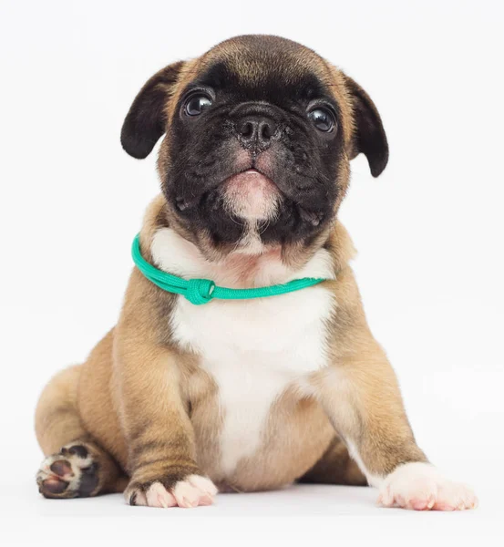 Beyaz arka planda Fransız bulldog köpeği.