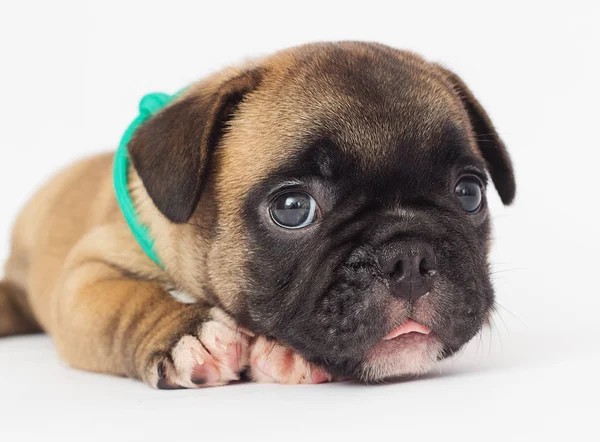 Cachorrinho Bulldog Francês Fundo Branco — Fotografia de Stock