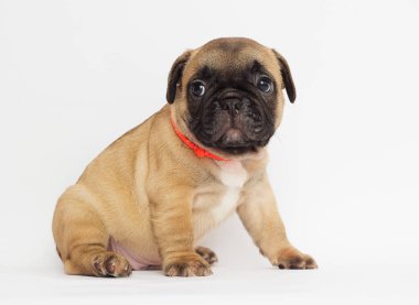 Küçük kızıl saçlı köpek yavrusu, beyaz bir arka plan arıyorum bir Fransız buldozer