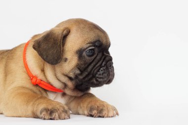 beyaz bir arka plan arıyorum bir Fransız buldozer, küçük köpek yavrusu