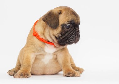 beyaz bir arka plan arıyorum bir Fransız buldozer, küçük köpek yavrusu