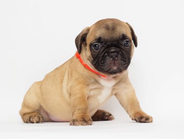 beyaz bir arka plan arıyorum bir Fransız buldozer, küçük köpek yavrusu