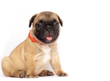 beyaz bir arka plan arıyorum bir Fransız buldozer, küçük köpek yavrusu