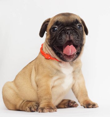 Küçük kızıl saçlı köpek yavrusu, beyaz bir arka plan arıyorum bir Fransız buldozer