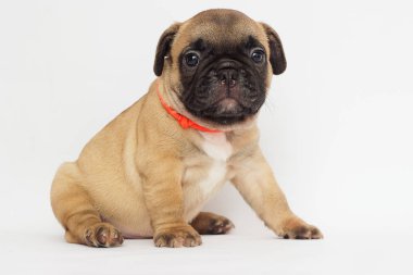 Küçük kızıl saçlı köpek yavrusu, beyaz bir arka plan arıyorum bir Fransız buldozer