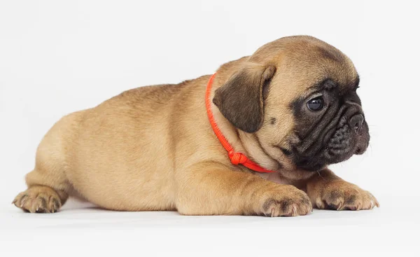 Pequeno Cachorro Bulldog Francês Olhando Para Fundo Branco — Fotografia de Stock