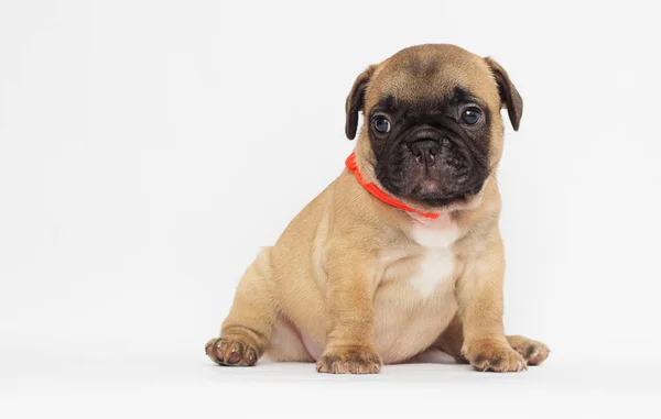 Pequeno Cachorro Bulldog Francês Olhando Para Fundo Branco — Fotografia de Stock