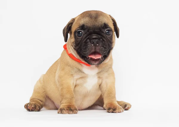 Pequeno Cachorro Bulldog Francês Olhando Para Fundo Branco — Fotografia de Stock