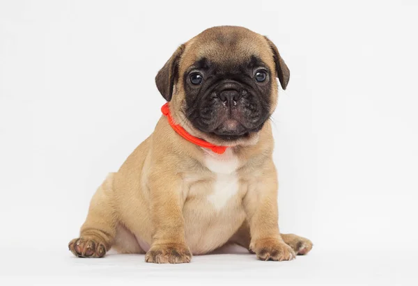 Pequeno Cachorro Bulldog Francês Olhando Para Fundo Branco — Fotografia de Stock