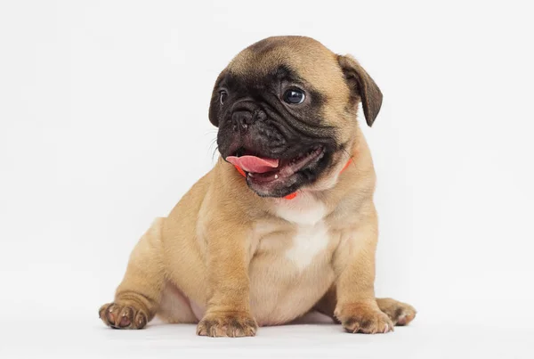 Pequeno Cachorro Bulldog Francês Olhando Para Fundo Branco — Fotografia de Stock