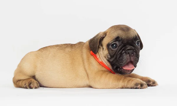 Pequeno Cachorro Bulldog Francês Olhando Para Fundo Branco — Fotografia de Stock