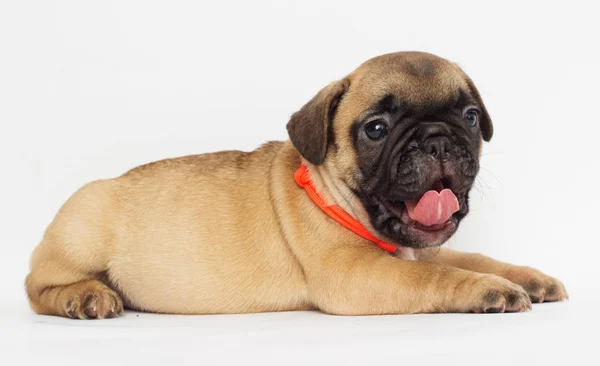 Pequeno Cachorro Bulldog Francês Olhando Para Fundo Branco — Fotografia de Stock