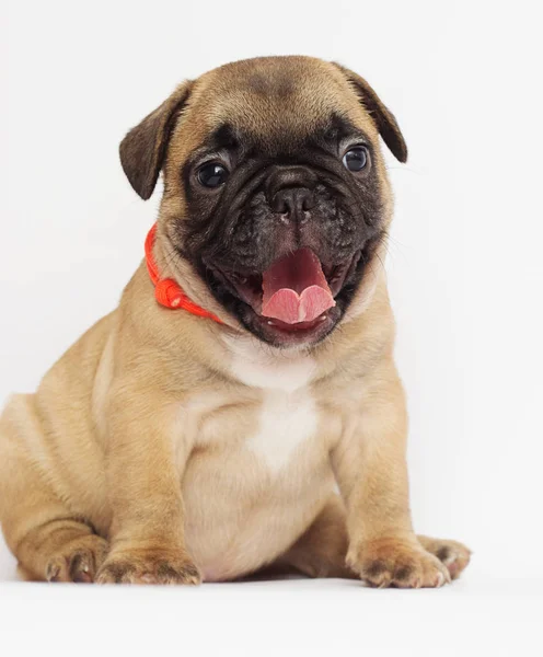 Petit Chiot Bouledogue Français Regardant Fond Blanc — Photo