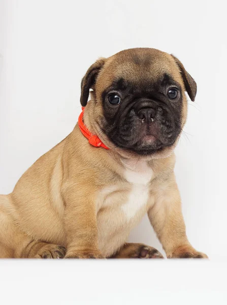 beyaz bir arka plan arıyorum bir Fransız buldozer, küçük köpek yavrusu