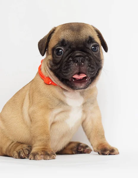 beyaz bir arka plan arıyorum bir Fransız buldozer, küçük köpek yavrusu