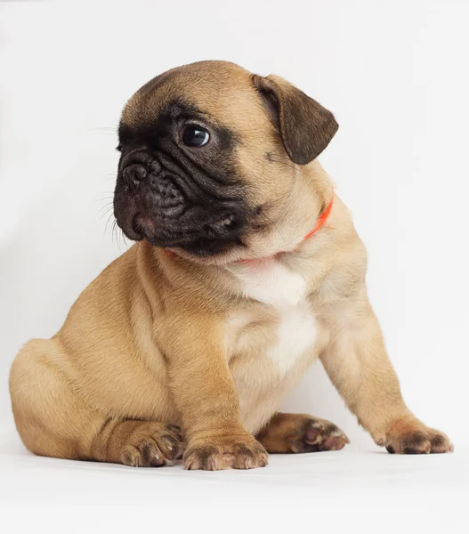 Pequeno Cachorro Ruivo Bulldog Francês Olhando Para Fundo Branco — Fotografia de Stock