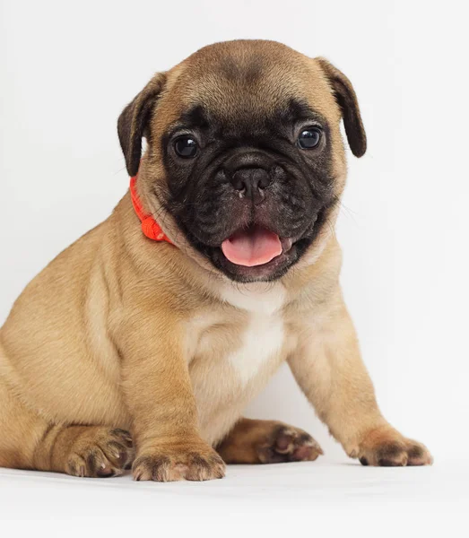 Pequeno Cachorro Ruivo Bulldog Francês Olhando Para Fundo Branco — Fotografia de Stock