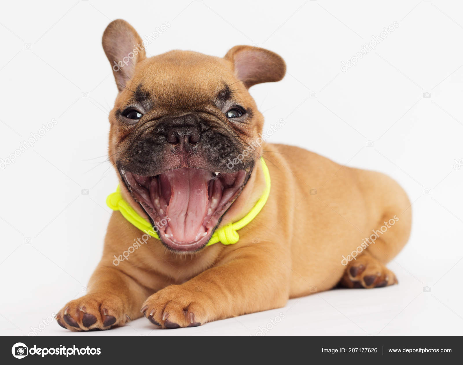 動物画像のすべて 最新のhdフレンチ ブルドッグ 可愛い子犬