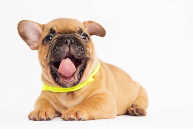 beyaz bir arka plan arıyorum bir Fransız buldozer, şirin köpek yavrusu