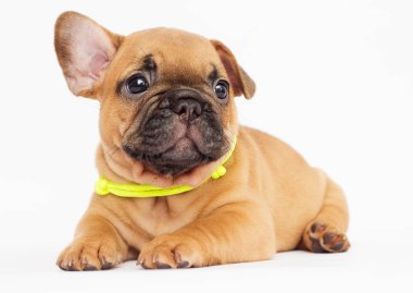 beyaz bir arka plan arıyorum bir Fransız buldozer, şirin köpek yavrusu