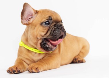 beyaz bir arka plan arıyorum bir Fransız buldozer, şirin köpek yavrusu