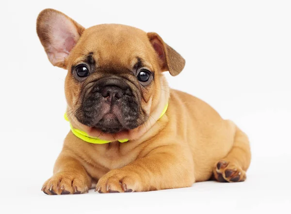 Cute Puppy French Bulldog Looking White Background — Stock Photo, Image