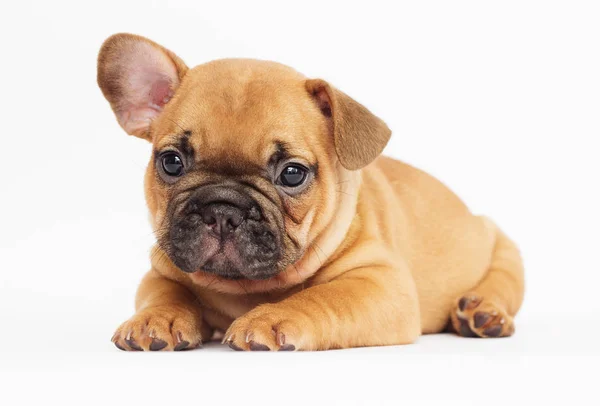 Lindo Cachorro Bulldog Francés Mirando Fondo Blanco —  Fotos de Stock