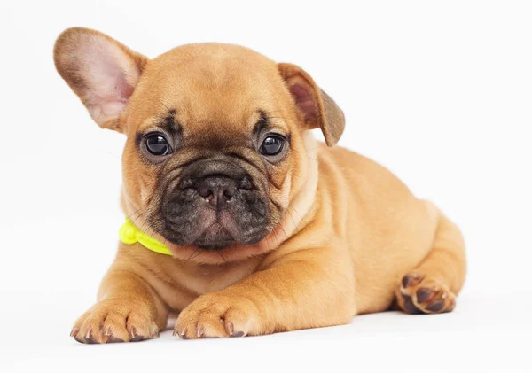 Cachorrinho Bonito Bulldog Francês Olhando Para Fundo Branco — Fotografia de Stock
