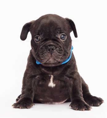 Fransız buldozer şirin köpek yavrusu beyaz arka plan üzerinde görünüyor