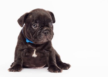 Fransız buldozer şirin köpek yavrusu beyaz arka plan üzerinde görünüyor