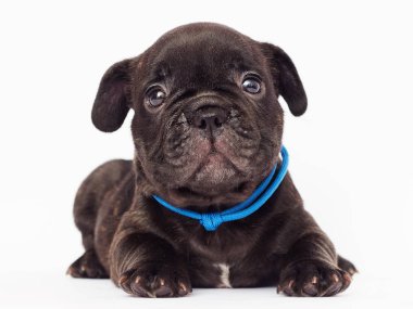 Fransız buldozer üzücü köpek yavrusu beyaz arka plan üzerinde görünüyor